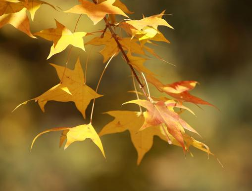 诗词赏析：古诗词中的秋天到底有多美？
