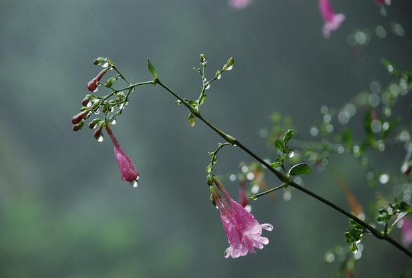 蒋捷所作的《虞美人·听雨》，潜隐着作者的亡国愁情