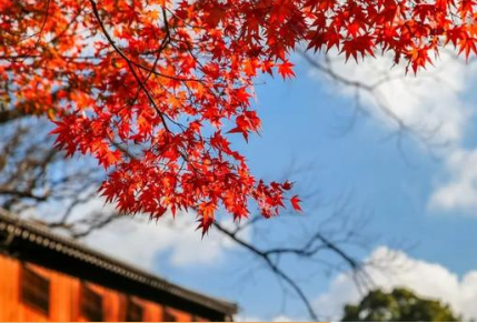 历朝历代有哪些描写秋季红叶的诗作？诗人描绘了秋季的勃勃生机