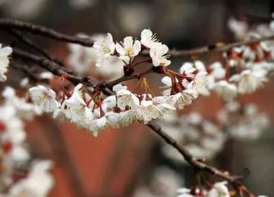 李绅所作的《新楼诗二十首·北楼樱桃花​》，表达对樱桃花的赏悦之意